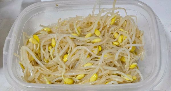 콩나물 무침의 썸네일