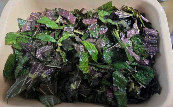 🍃 깻잎 겉절이의 썸네일