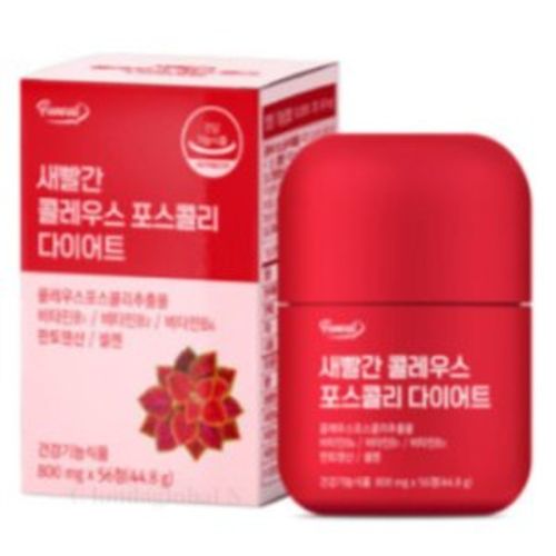 새빨간 콜레우스 포스콜리 다이어트