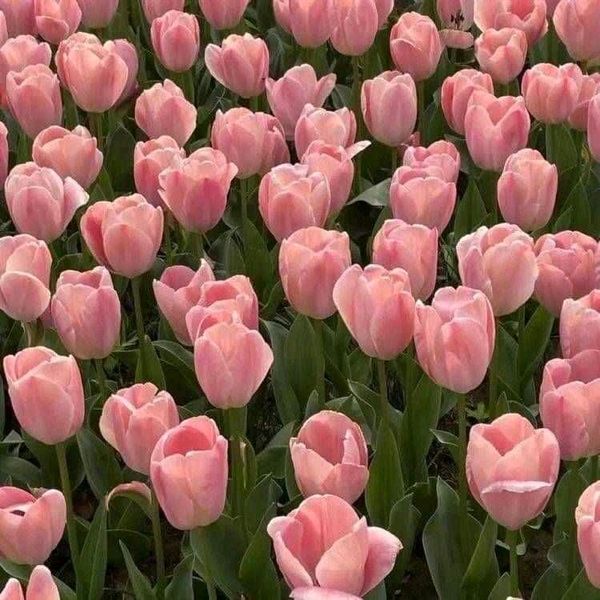 토마토달걀볶음의 썸네일