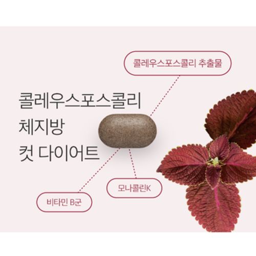 콜레우스포스콜리 체지방 컷 다이어트